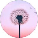 Lea profi175 profile picture